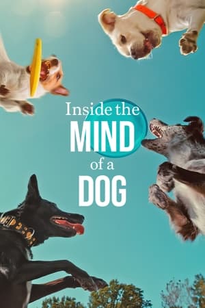 Köpeklerin Aklından Neler Geçiyor? - Inside the Mind of a Dog