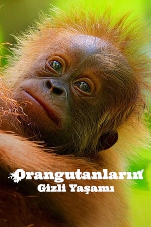 Orangutanlarin Gizli Yaşamı - Secret Lives of Orangutans